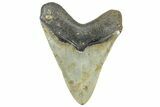 Serrated, Fossil Megalodon Tooth - North Carolina #299061-2